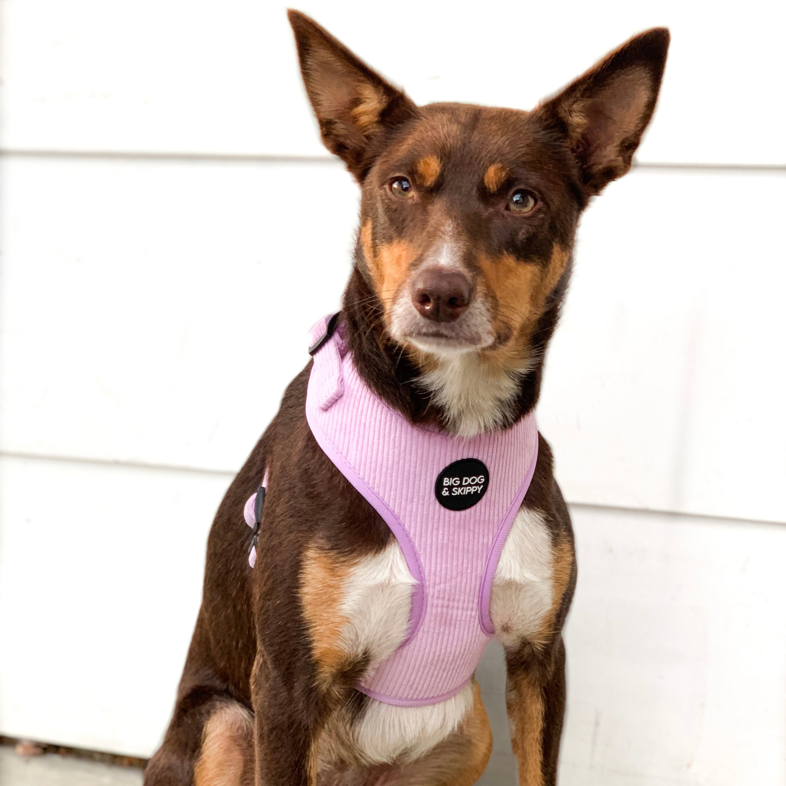 Harness for big outlet chested dogs