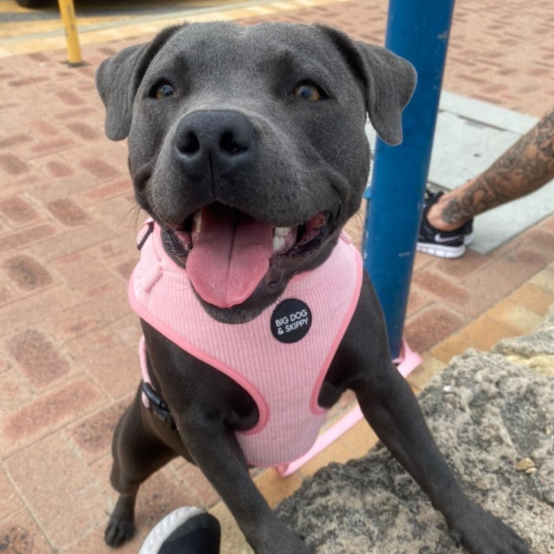 Dog Adjustable Pink Harness 