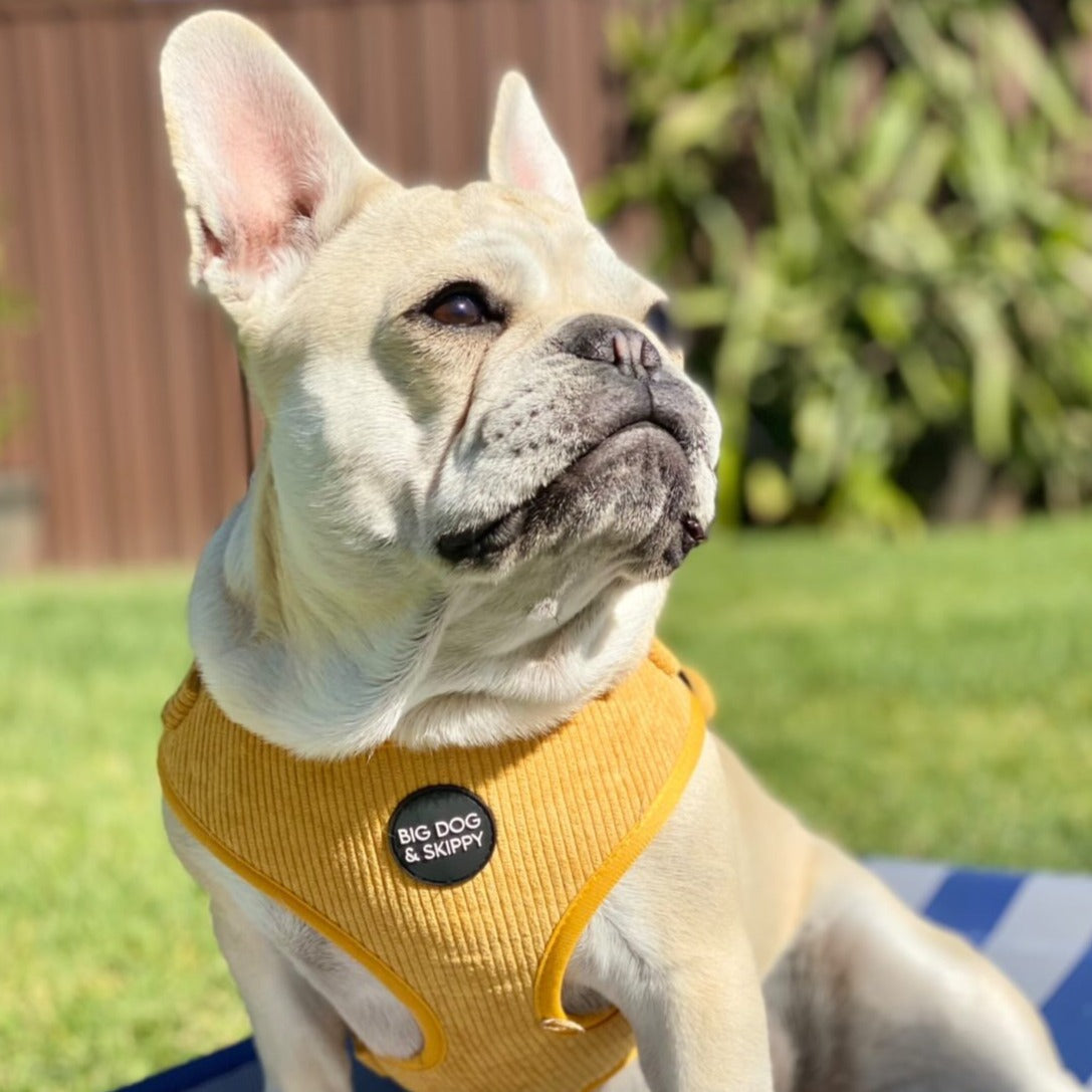 Puppia adjustable harness best sale