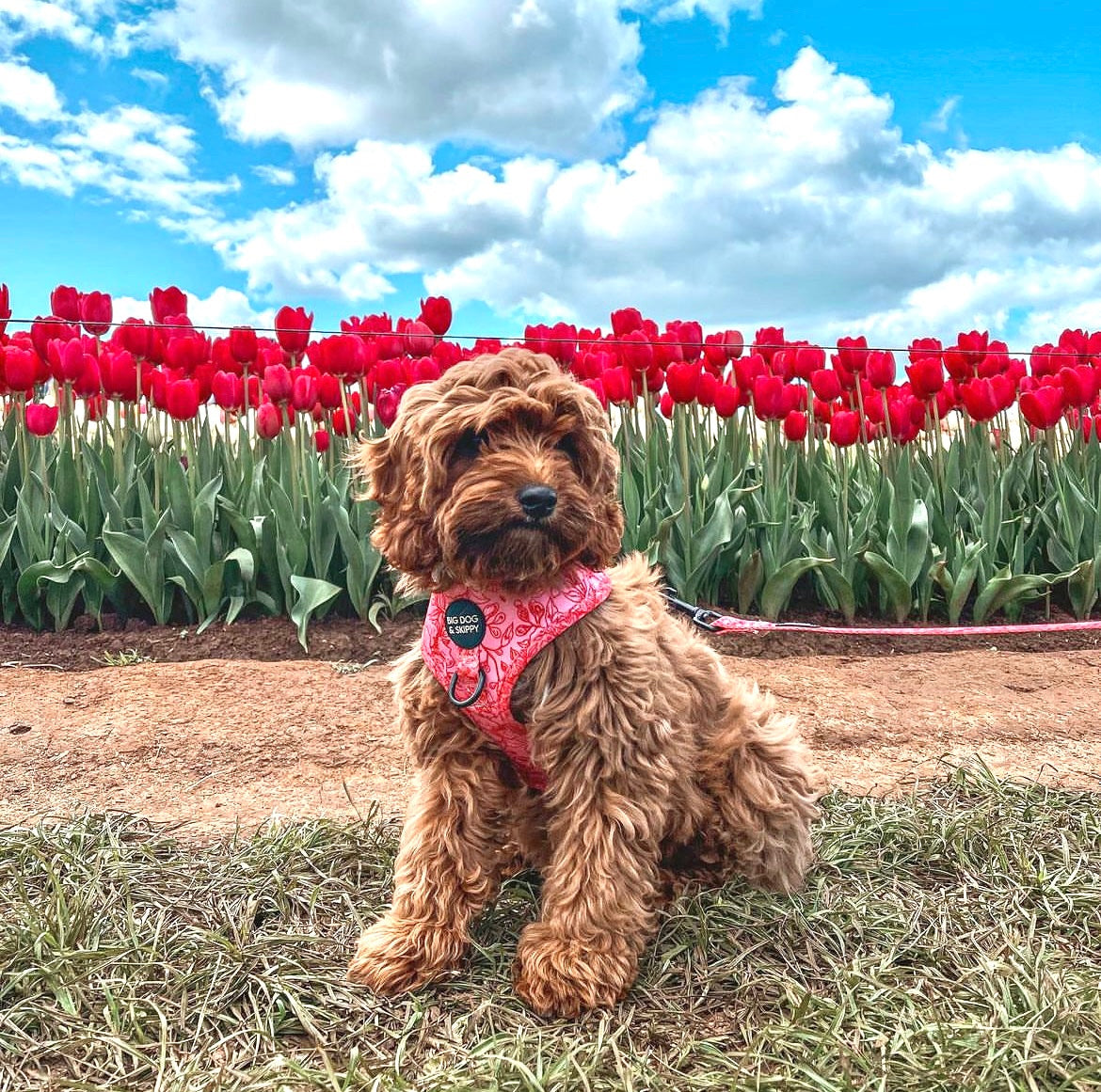 Dog Rose Printed Harness